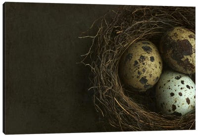 Bird's Nest And Quail Eggs Closeup Canvas Art Print - Egg Art