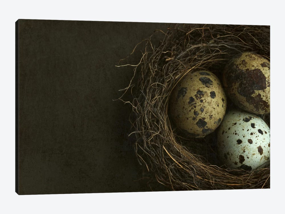 Bird's Nest And Quail Eggs Closeup by Alyson Fennell 1-piece Canvas Artwork