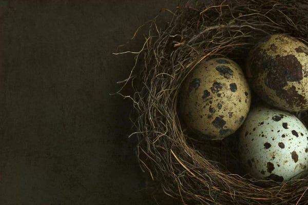 Alyson Fennell: Bird's Nest And Quail Eggs Closeup by Alyson Fennell