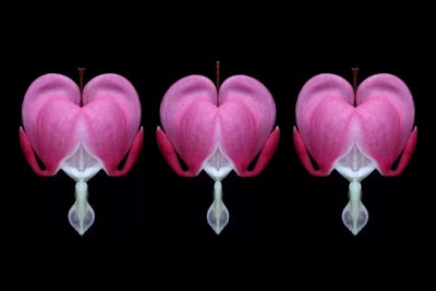 Bleeding Heart Trio by Alyson Fennell gallery poster