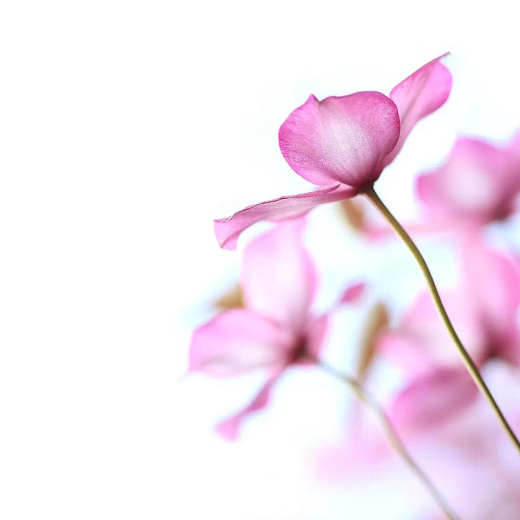 Pink Clematis