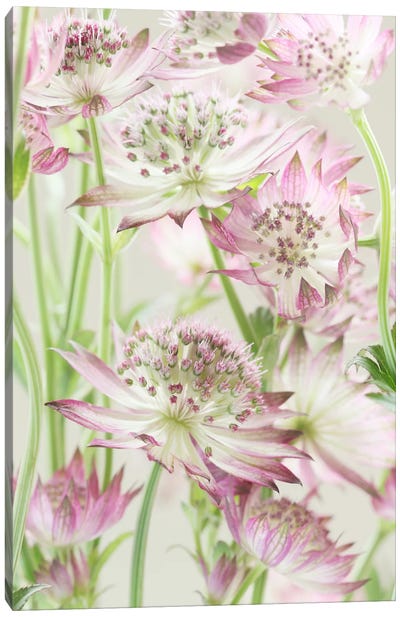 Pink Pastel Astrantia Flowers II Canvas Art Print - Alyson Fennell