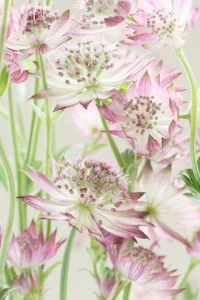 Alyson Fennell: Pink Pastel Astrantia Flowers II by Alyson Fennell