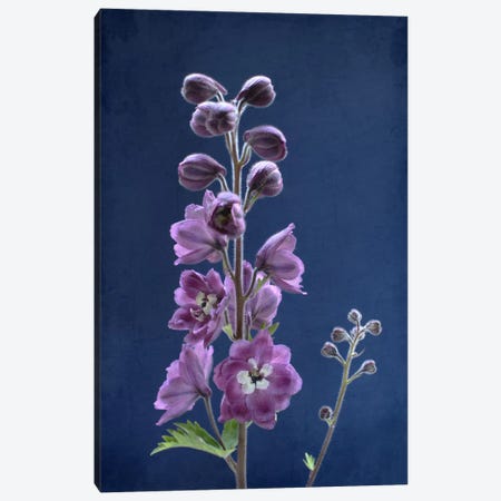 Purple Delphinium Canvas Print #FEN82} by Alyson Fennell Canvas Print