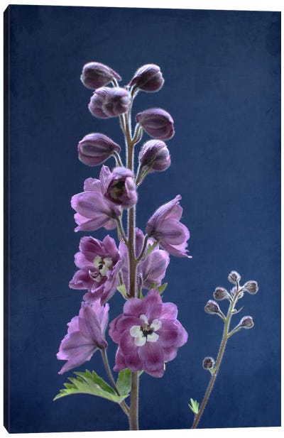 Purple Delphinium Canvas Art Print - Still Life Photography