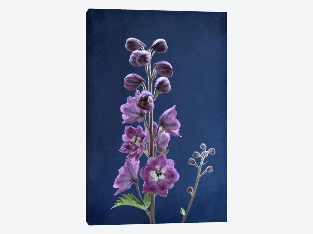 Purple Delphinium by Alyson Fennell 1-piece Canvas Art Print