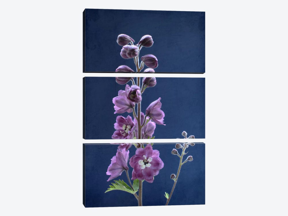 Purple Delphinium by Alyson Fennell 3-piece Canvas Art Print