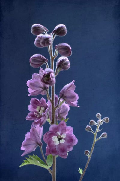 Alyson Fennell: Purple Delphinium by Alyson Fennell