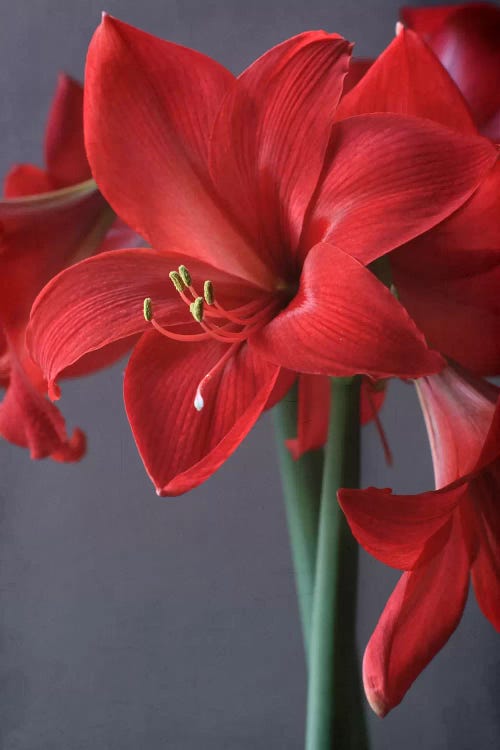 Red Amaryllis