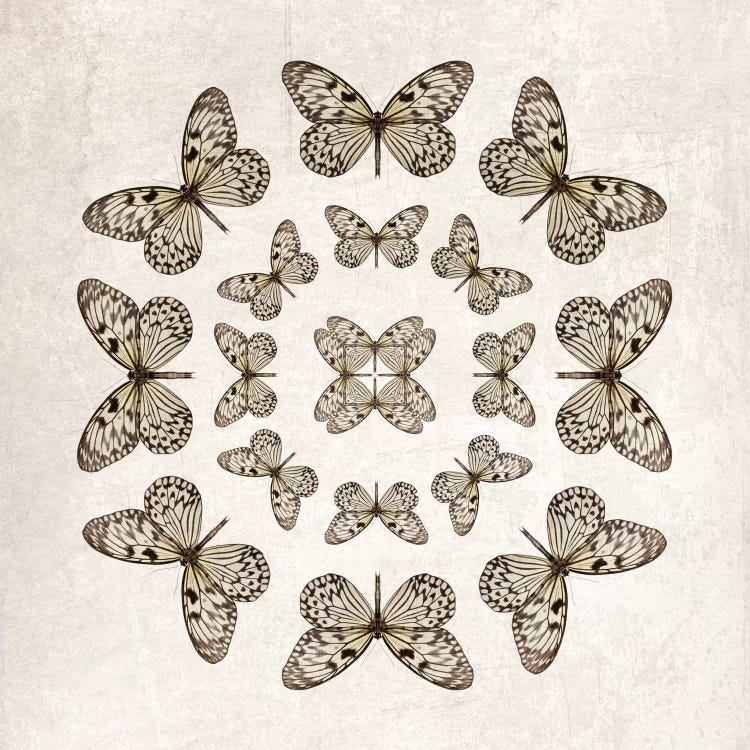 Rice Paper Butterfly Circles by Alyson Fennell wall art