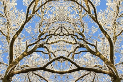 Snow Covered Tree Tops Symmetry by Alyson Fennell acrylic art print
