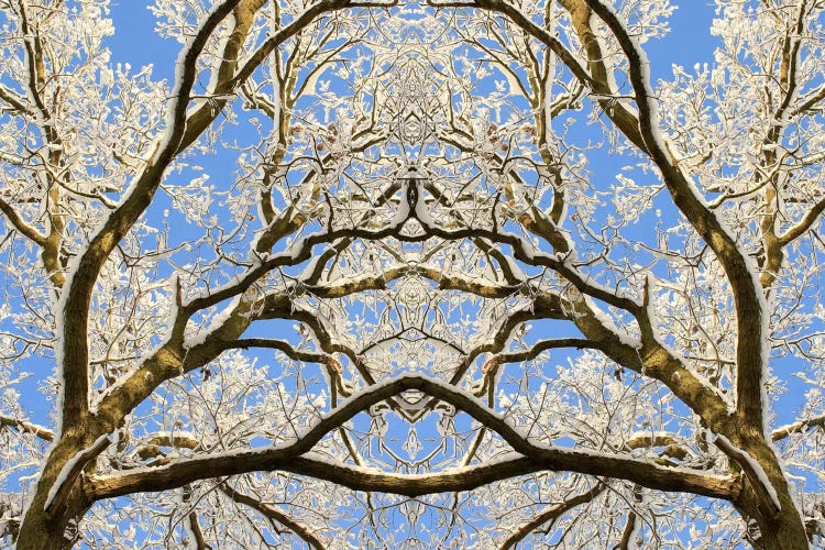 Snow Covered Tree Tops Symmetry