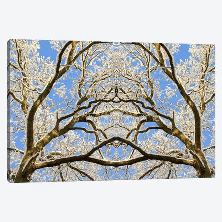 Snow Covered Tree Tops Symmetry Canvas Print #FEN85} by Alyson Fennell Canvas Art