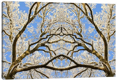 Snow Covered Tree Tops Symmetry Canvas Art Print - Alyson Fennell