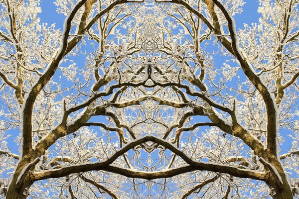 Alyson Fennell: Snow Covered Tree Tops Symmetry by Alyson Fennell