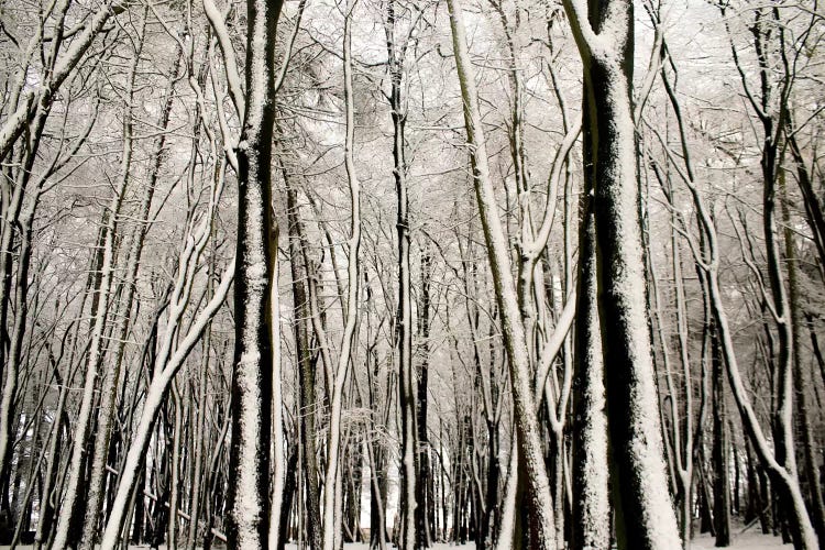 Snow Covered Trees