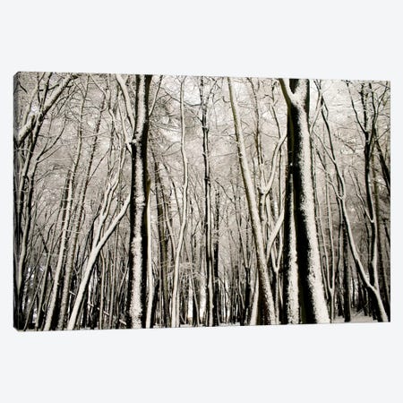 Snow Covered Trees Canvas Print #FEN86} by Alyson Fennell Canvas Art