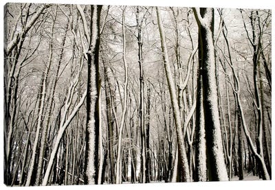 Snow Covered Trees Canvas Art Print - Weather Art