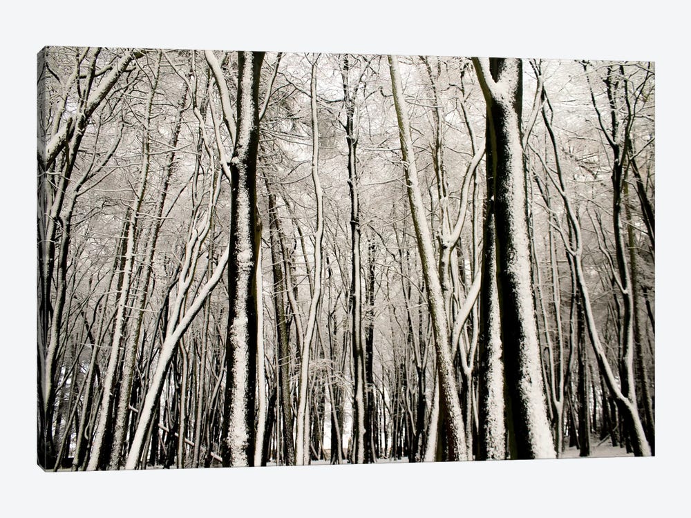 Snow Covered Trees by Alyson Fennell 1-piece Art Print