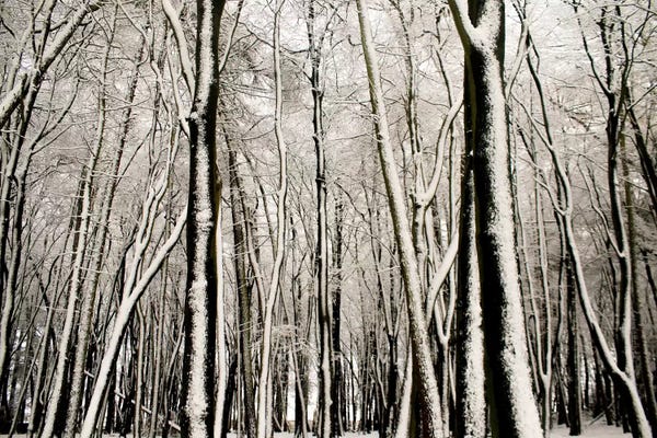 Alyson Fennell: Snow Covered Trees by Alyson Fennell