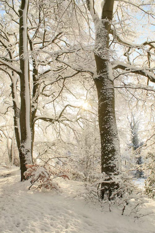 Snowy Winter Trees