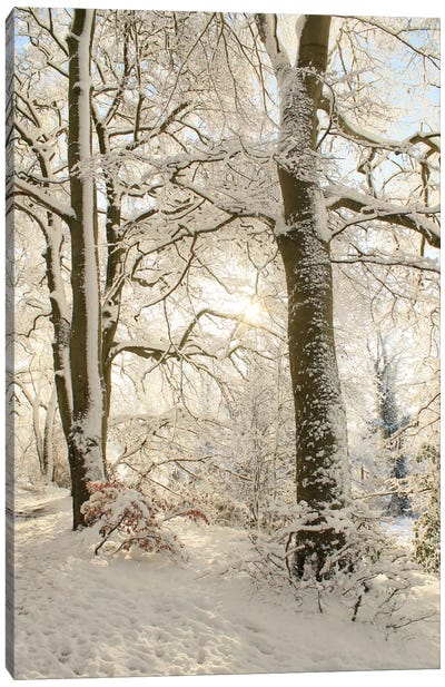 Snowy Winter Trees Canvas Art Print - Alyson Fennell