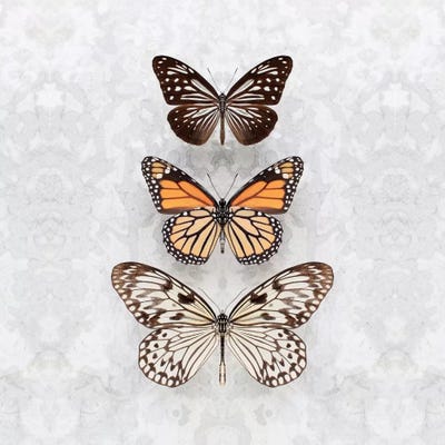 Three Speckled Butterflies by Alyson Fennell acrylic art print