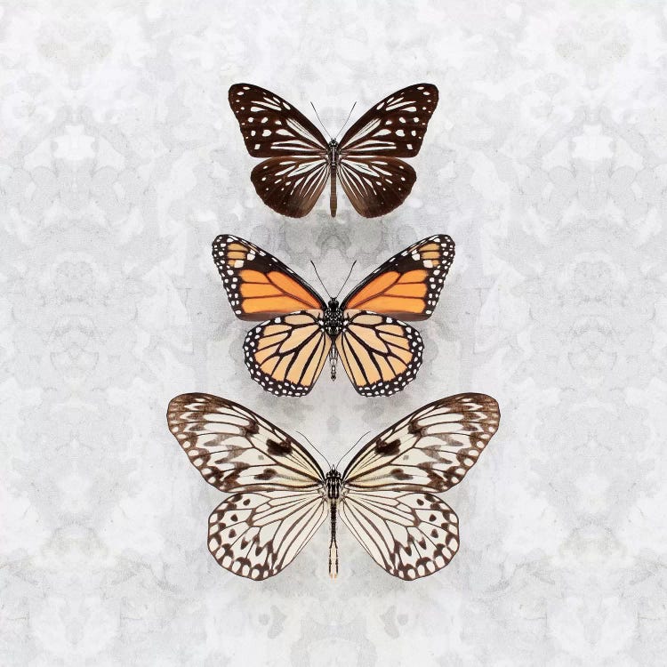 Three Speckled Butterflies