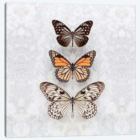 Three Speckled Butterflies Canvas Print #FEN88} by Alyson Fennell Canvas Print
