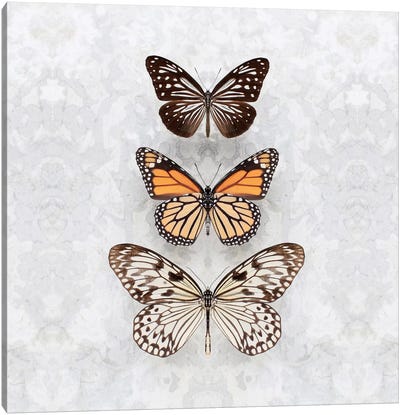 Three Speckled Butterflies Canvas Art Print - Alyson Fennell