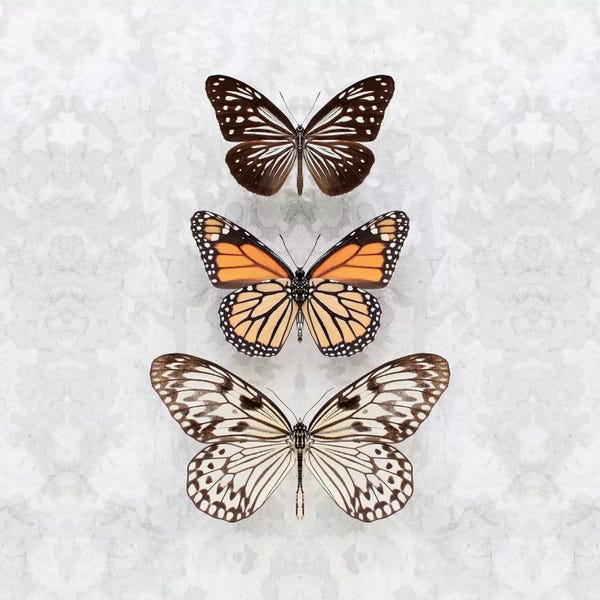 Alyson Fennell: Three Speckled Butterflies by Alyson Fennell