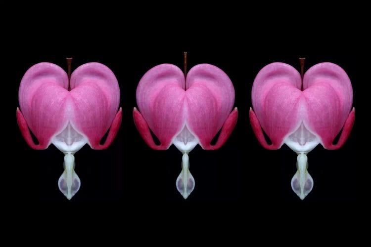Bleeding Heart Trio