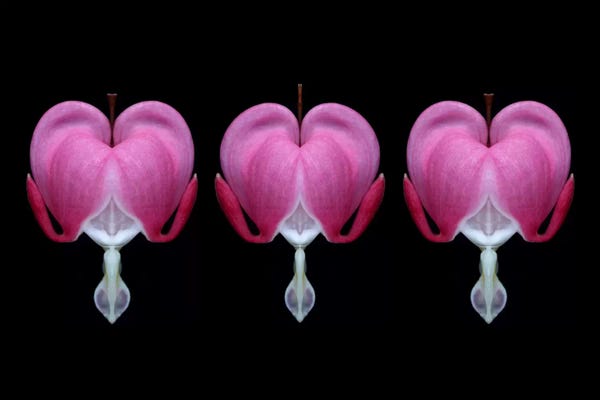 Alyson Fennell: Bleeding Heart Trio by Alyson Fennell