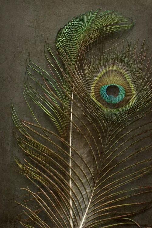 Two Peacock Feathers