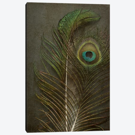 Two Peacock Feathers Canvas Print #FEN90} by Alyson Fennell Canvas Wall Art