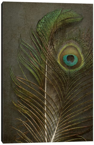 Two Peacock Feathers Canvas Art Print - Alyson Fennell