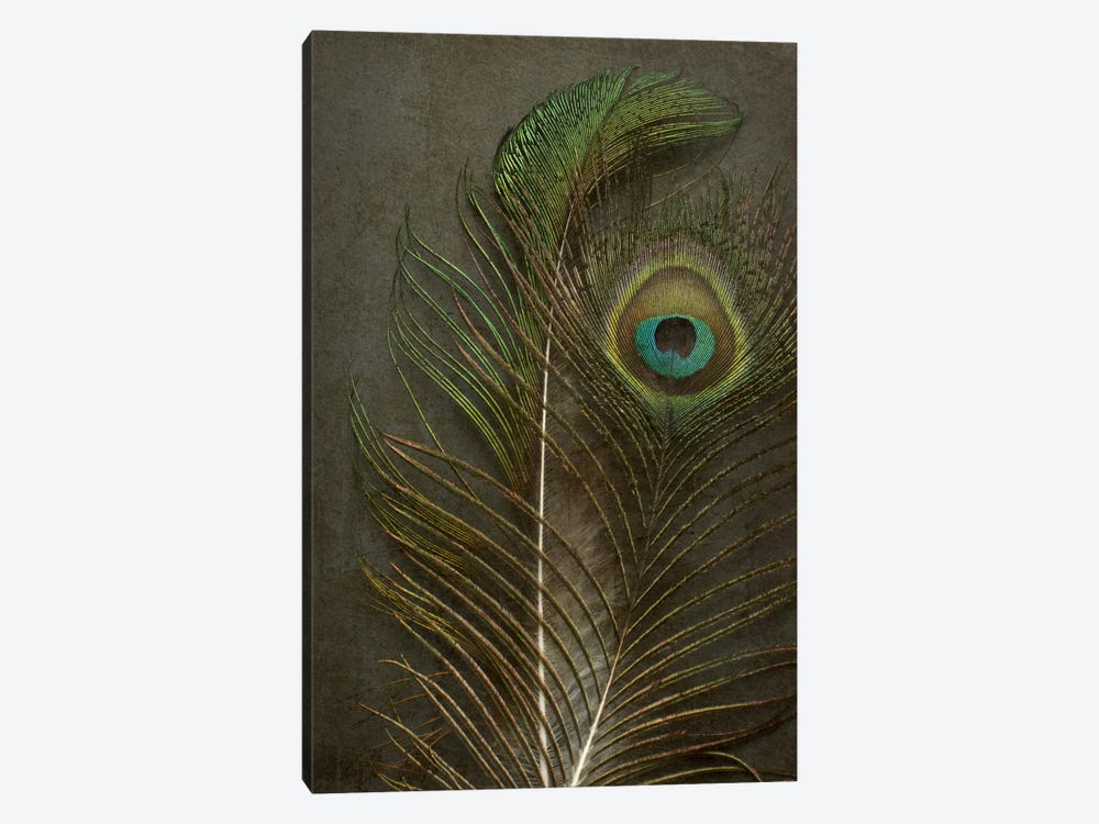 Two Peacock Feathers by Alyson Fennell 1-piece Canvas Wall Art