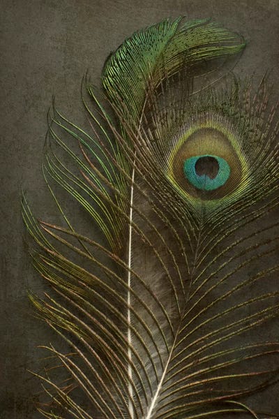 Feathers: Two Peacock Feathers by Alyson Fennell