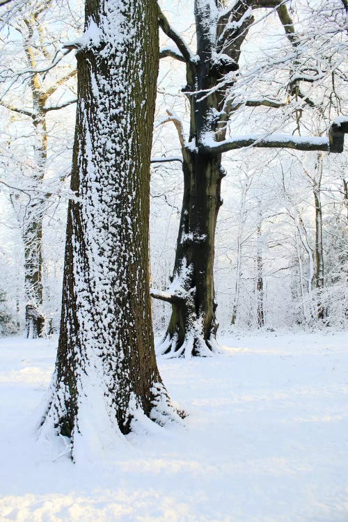 Two Snow Covered Trees