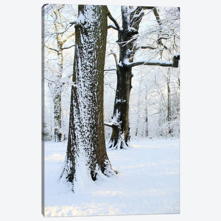 Two Snow Covered Trees Canvas Print #FEN91} by Alyson Fennell Canvas Art