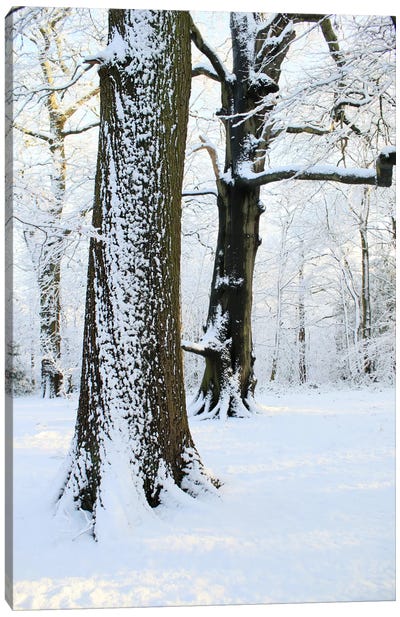 Two Snow Covered Trees Canvas Art Print - Alyson Fennell