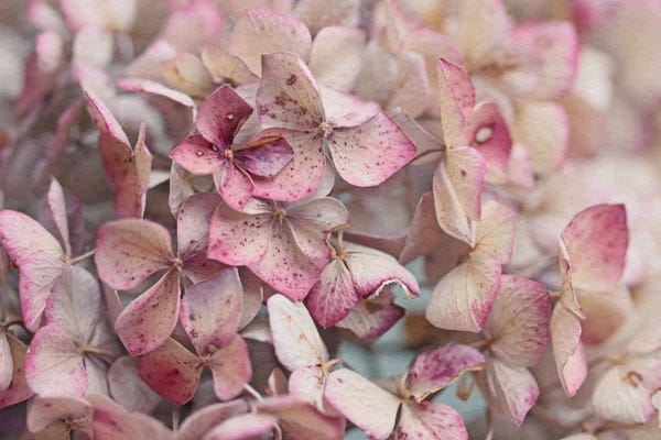 Alyson Fennell: Vintage Hydrangea by Alyson Fennell