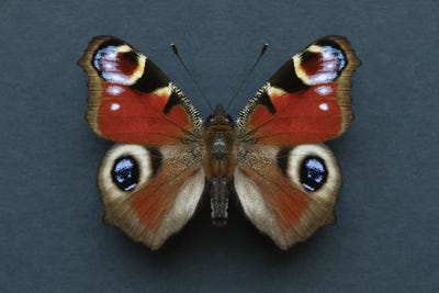 Peacock Butterfly by Alyson Fennell acrylic art print