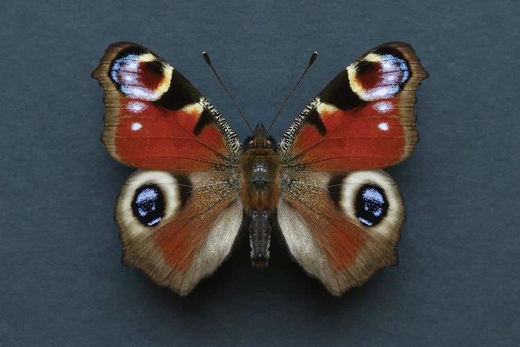 Peacock Butterfly