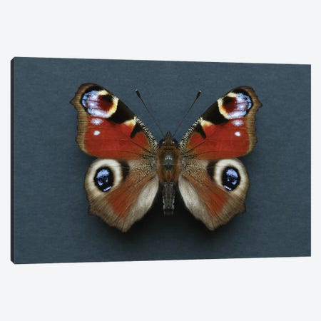 Peacock Butterfly Canvas Print #FEN94} by Alyson Fennell Art Print