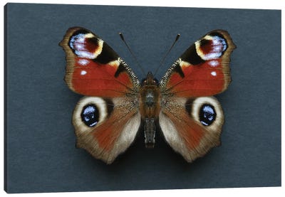 Peacock Butterfly Canvas Art Print - Alyson Fennell