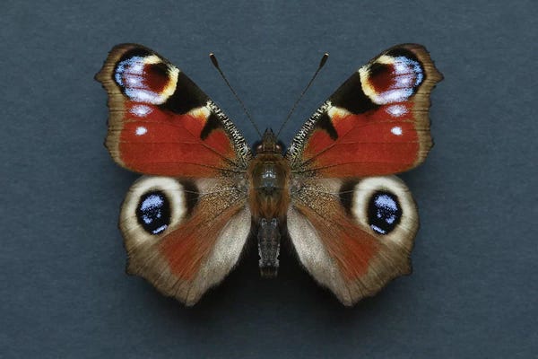 Alyson Fennell: Peacock Butterfly by Alyson Fennell