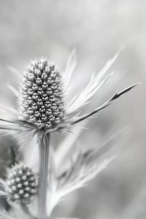 Alpine Sea Holly by Alyson Fennell wall art