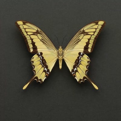 King Swallowtail Butterfly by Alyson Fennell acrylic art print