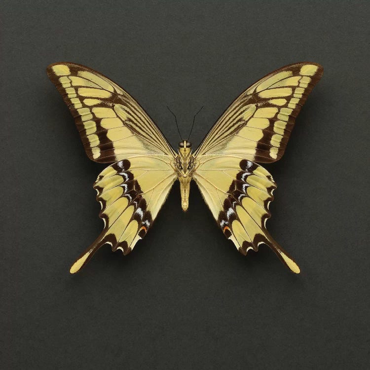 King Swallowtail Butterfly by Alyson Fennell wall art
